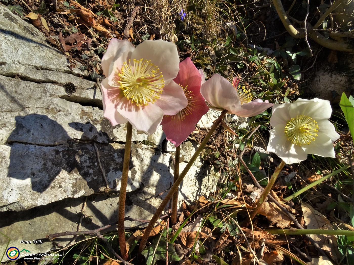 05  Ellebori in fiore al Rif Piazza .JPG